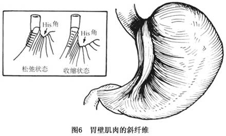 尸体解剖发现,部分新生儿食管裂孔周缘与食管壁之间的连接以食管的前