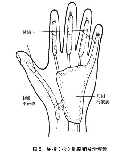 手指屈肌腱尚有滑膜鞘系统.