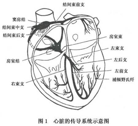 ①自律性:自律性来源于心脏传导系统的起搏细胞,其电生理特性与