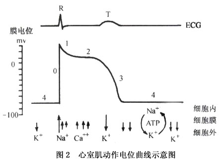 ①0相(除极化期):膜电位 -90mv减低至 -60mv(阈电位)时,膜的钠