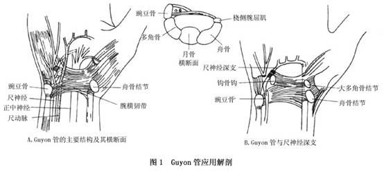 入口为三角形,由豌豆骨尺侧,腕掌韧带浅面和腕横韧带后侧的横向面组成