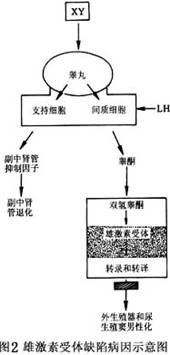 睾丸在显微镜下像发育期前的隐睾,曲细精管变细,管内充满支持霞膊