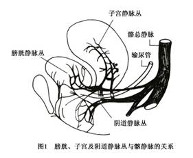 女性盆腔循环有以下特点:     (1)盆腔静脉数量多于动脉:盆腔静脉的