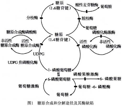 【小儿骨骼发育的概述