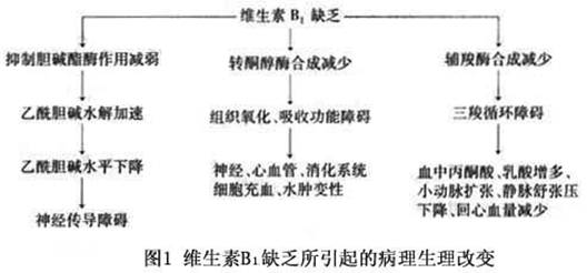 维生素b1 在肠道吸收后,通过酶的作用磷酸化生成硫胺素焦磷酸盐