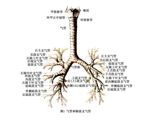 气管支气管异物