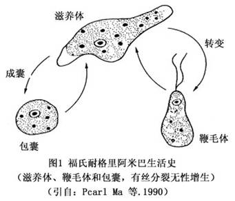 原发性阿米巴脑膜脑炎