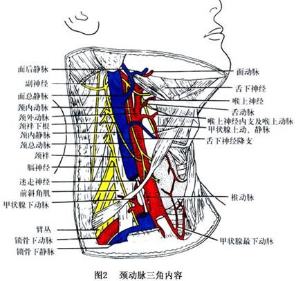 颈前三角区有颈动脉鞘及其他组织通过,故为危险区.