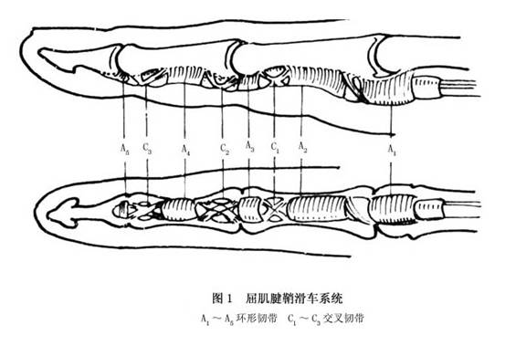 腕横韧带,尺侧附在豌豆骨及钩骨钩部,桡侧附在大多角嵴部及舟骨结节