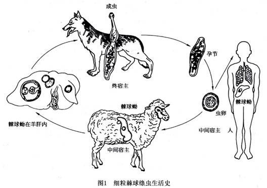 细粒棘球绦虫是各种绦虫中体积最为细小者,寄生在狗的小肠内,虫体长2.