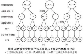 第一次减数分裂正常,则可形成2个具有23个二分体的次级精母细胞