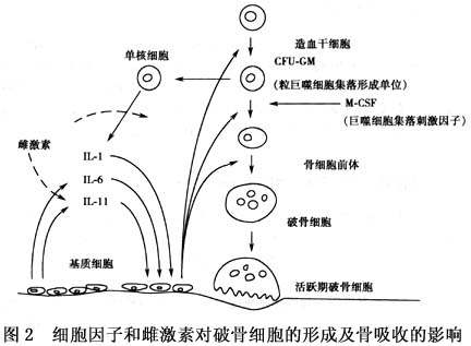 骨细胞的直接作用 自从1988年komm在成骨细胞上发现了雌激素受体(er)