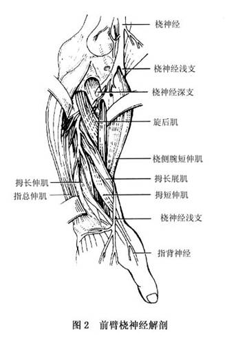 在上臂,桡神经出腋窝后从上臂内侧随肱深动脉经过肱三头肌长头与内侧