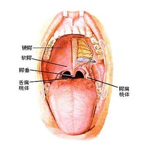 经久不愈或症状进行性加重,经检查单介刻划桃体肥大者,诮警惕扁桃体癌