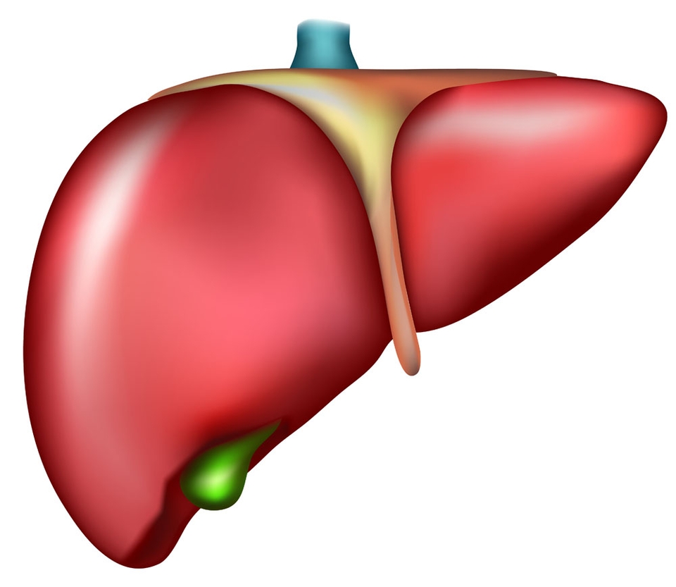 肝脏是我们人体的一个重要的器官
