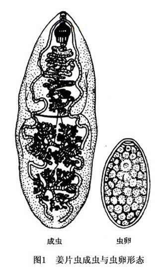 姜片虫结构图图片