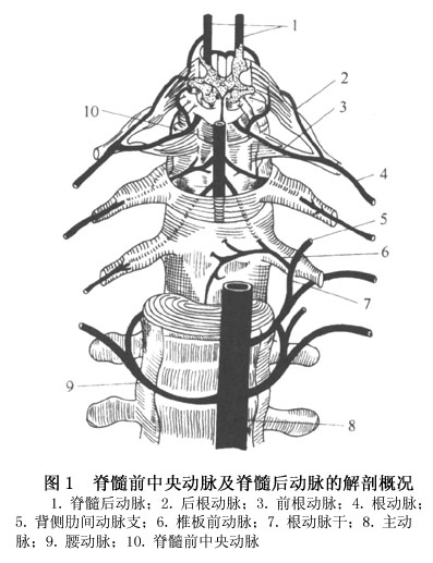 脊髓前动脉解剖图片