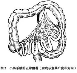 小肠袢图片