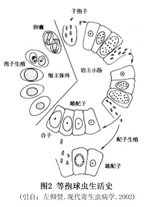 等孢子球蟲病