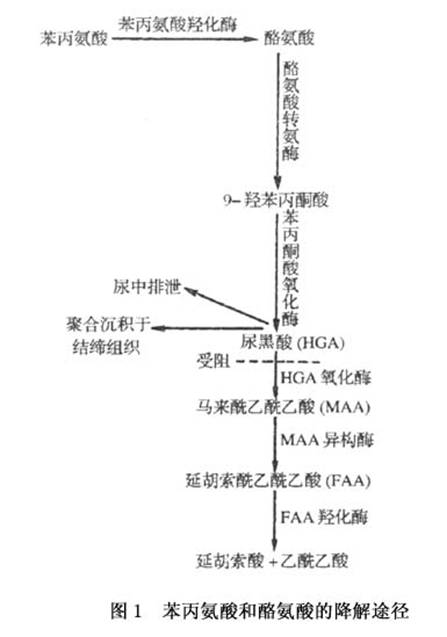 苯丙氨酸和酪氨酸转化为乙酰乙酸的代谢途径(图1,尿黑酸(hga或2,5-二