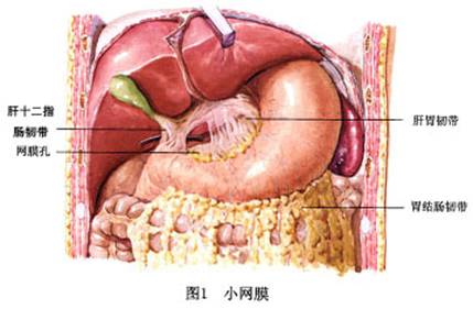 小網膜囊疝