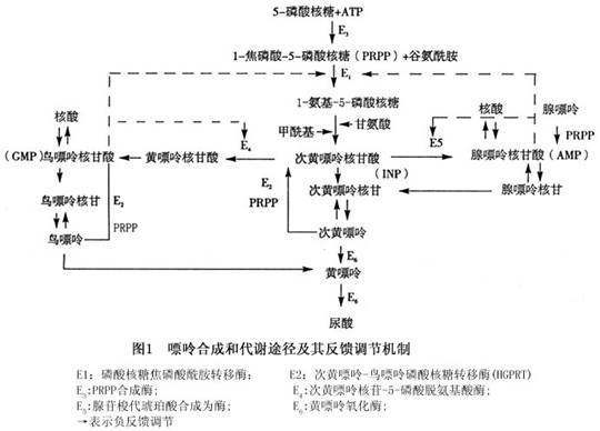 高尿酸血癥的發生機制 正常人體內嘌呤的合成與分解代謝速度處於動態