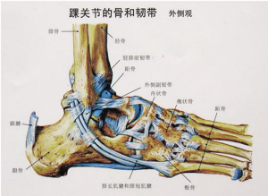 外踝位置較低,對距骨的阻擋較內側強,所以,踝關節向內翻的活動度較大