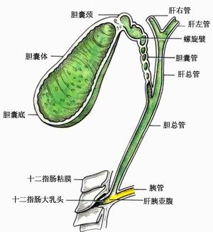 胆囊炎在恢复阶段中注意事项