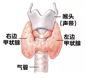 扁桃体和甲状腺位置图图片